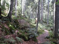 Wander-Pfad